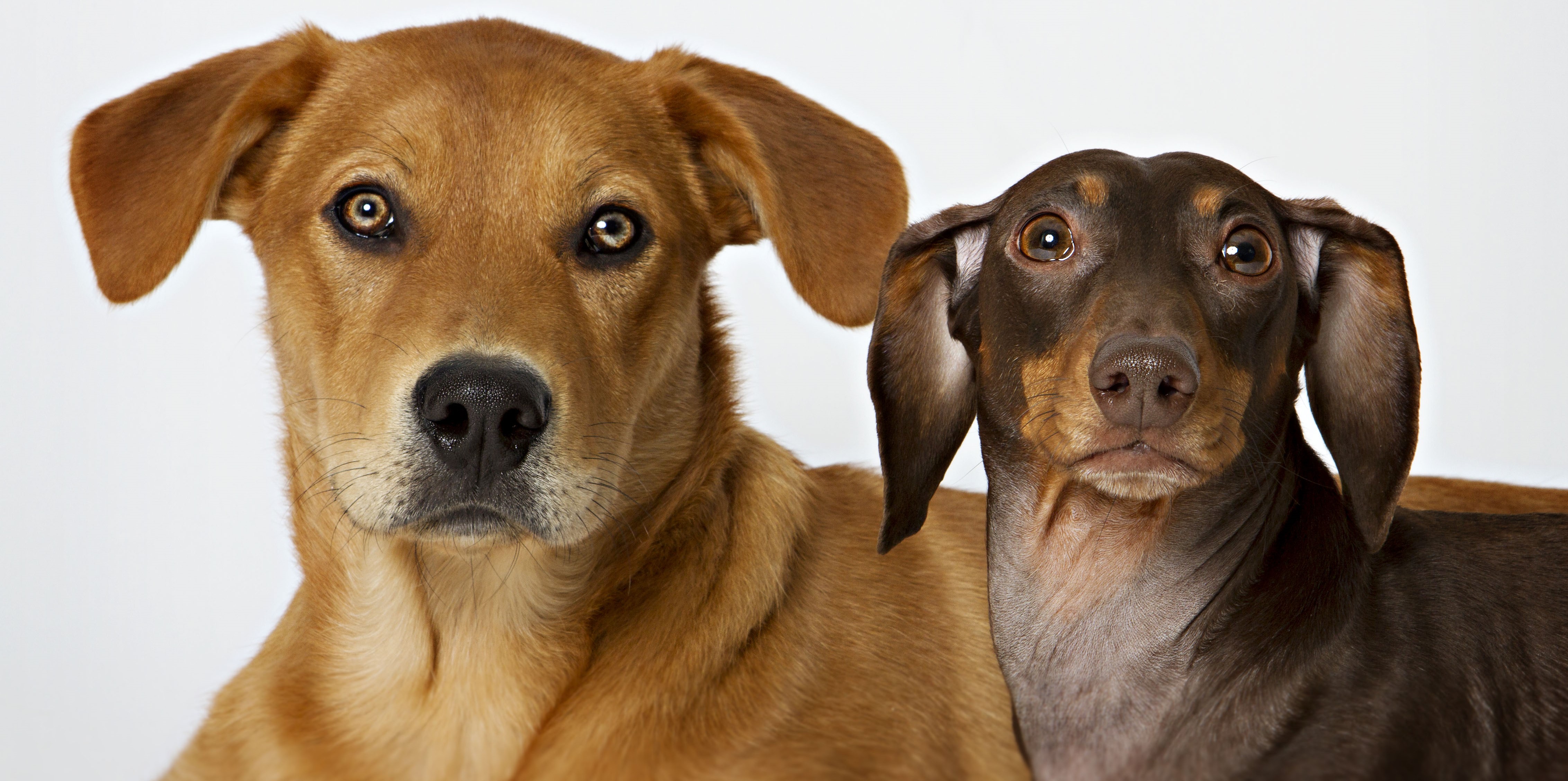 Large Dog Friendly Properties